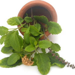 Tulsi Patti